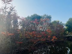 -长白岛森林公园