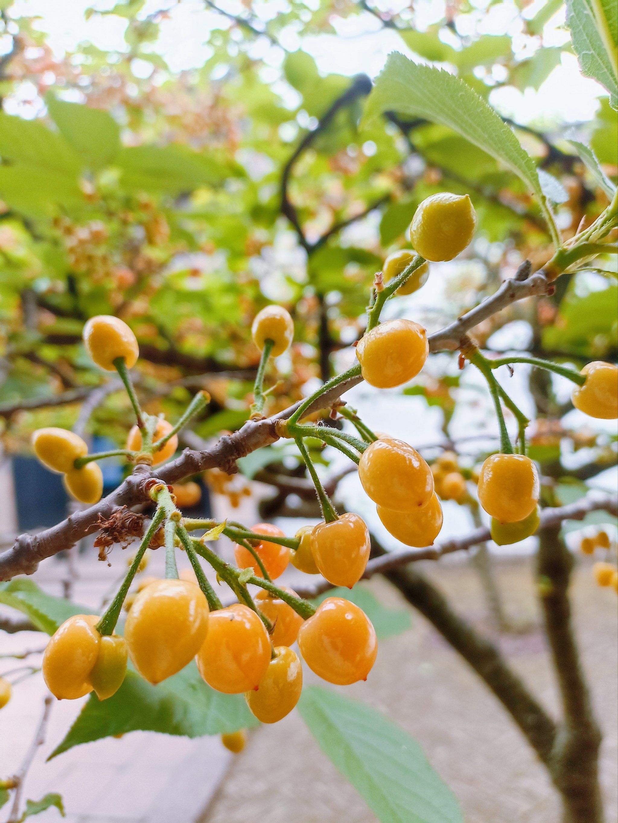 中国的樱桃树🈶见过吗🍒