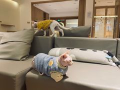 -猫腻·猫咖·撸猫馆(星光大道店)