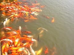 iphone_upload_pic-苏州吴宫泛太平洋酒店