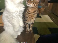 -猫猫幼稚园·撸猫·桌游·电玩