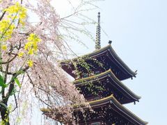 场地-东湖磨山景区樱花园-停车场