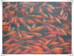 -西湖外事游船(花港观鱼码头)