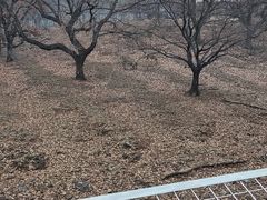 -合肥野生动物园