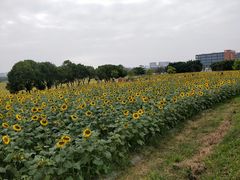-光明小镇欢乐田园