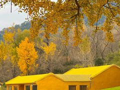 -千年银杏谷文化旅游区