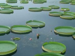 -荷塘月色湿地公园·向阳花洲