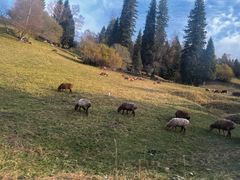 -新疆那拉提国家旅游度假区