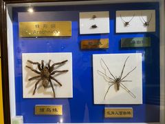 -上海昆虫博物馆