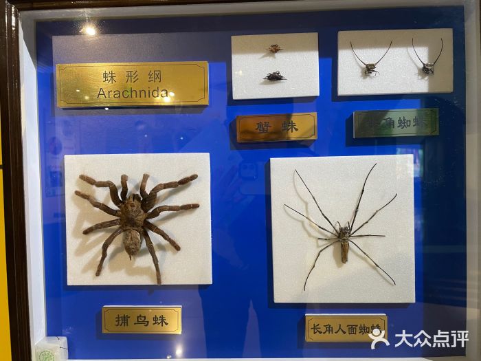 上海昆虫博物馆图片