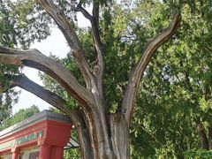 -北京市劳动人民文化宫(太庙)