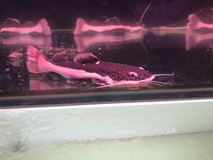 -中环花鸟鱼虫市场