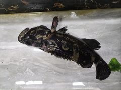 -众味海鲜大排档·活海鲜·潮汕味(南澳店)