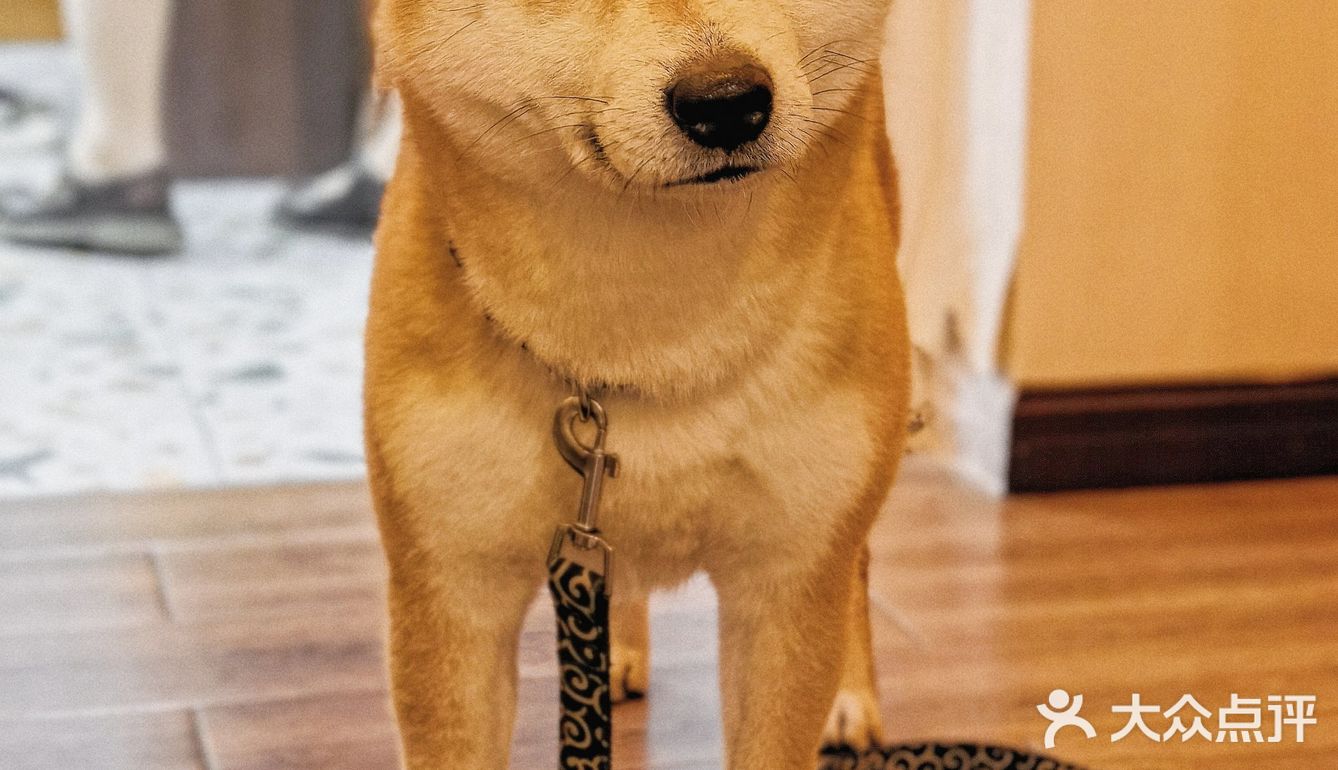 有被这家甜品🍰店的🐶🐶可爱到‼️‼️‼️