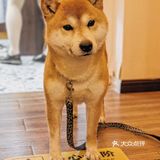 有被这家甜品🍰店的🐶🐶可爱到‼️‼️‼️
