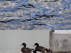 -野鸭湖国家湿地公园