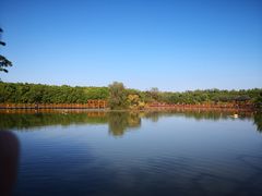 -大湾区中央湿地公园