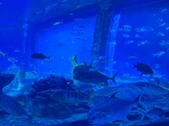 -亚特兰蒂斯•OSSIANO奥西亚诺海底餐厅
