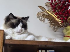 -瑞派·关忠动物医院·猫专科·犬专科(三环新城店)
