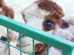 -石家庄市动物园