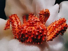 -雍容荟活帝王蟹活龙虾自助(苏宁旗舰店)