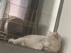 -米兰西饼生日蛋糕(宜城市)