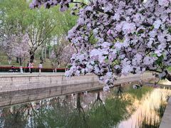 -海棠花溪(元大都城垣遗址公园)