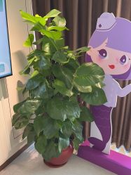 -广州美莱医疗美容医院