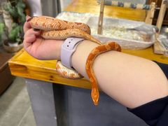 -吉丁鸟咖·异宠·寄养