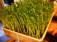 活体盆栽豆苗-蜀大侠火锅(四川北路店)