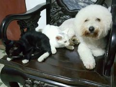 -严国平动物医院(德政总院)