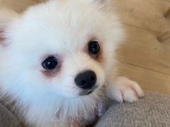 -Let's go狗咖·猫咖·奶狗·桌游(春熙路IFS店)