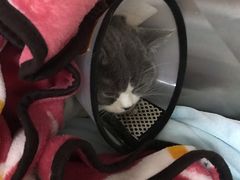 -创凡宠物医院·骨专科  猫科中心(西乡分院)