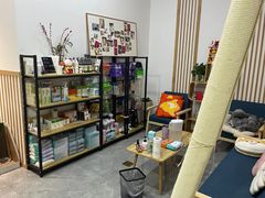 -山宅一喵德文卷毛猫舍