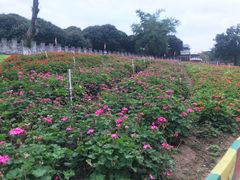 -松山湖梦幻百花洲
