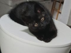 -纳吉亚猫专科动物诊疗中心(蒋宅口分院)