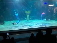 -石家庄海洋公园