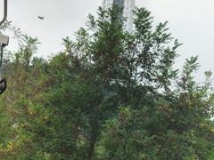 -富斯特索道