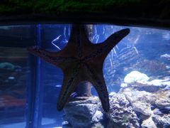 -悉尼海洋生物水族馆