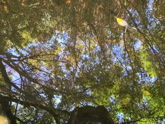-厦门鸿山寺