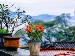 -阳产土楼
