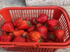 -胜丰草莓采摘园