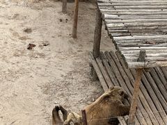 -青藏高原野生动物园