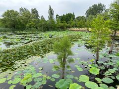 -溱湖国家湿地公园