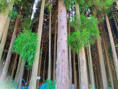 -武陵山森林公园