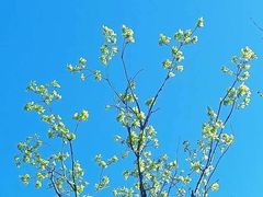 -石家庄市植物园