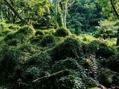 -广州白江湖森林公园