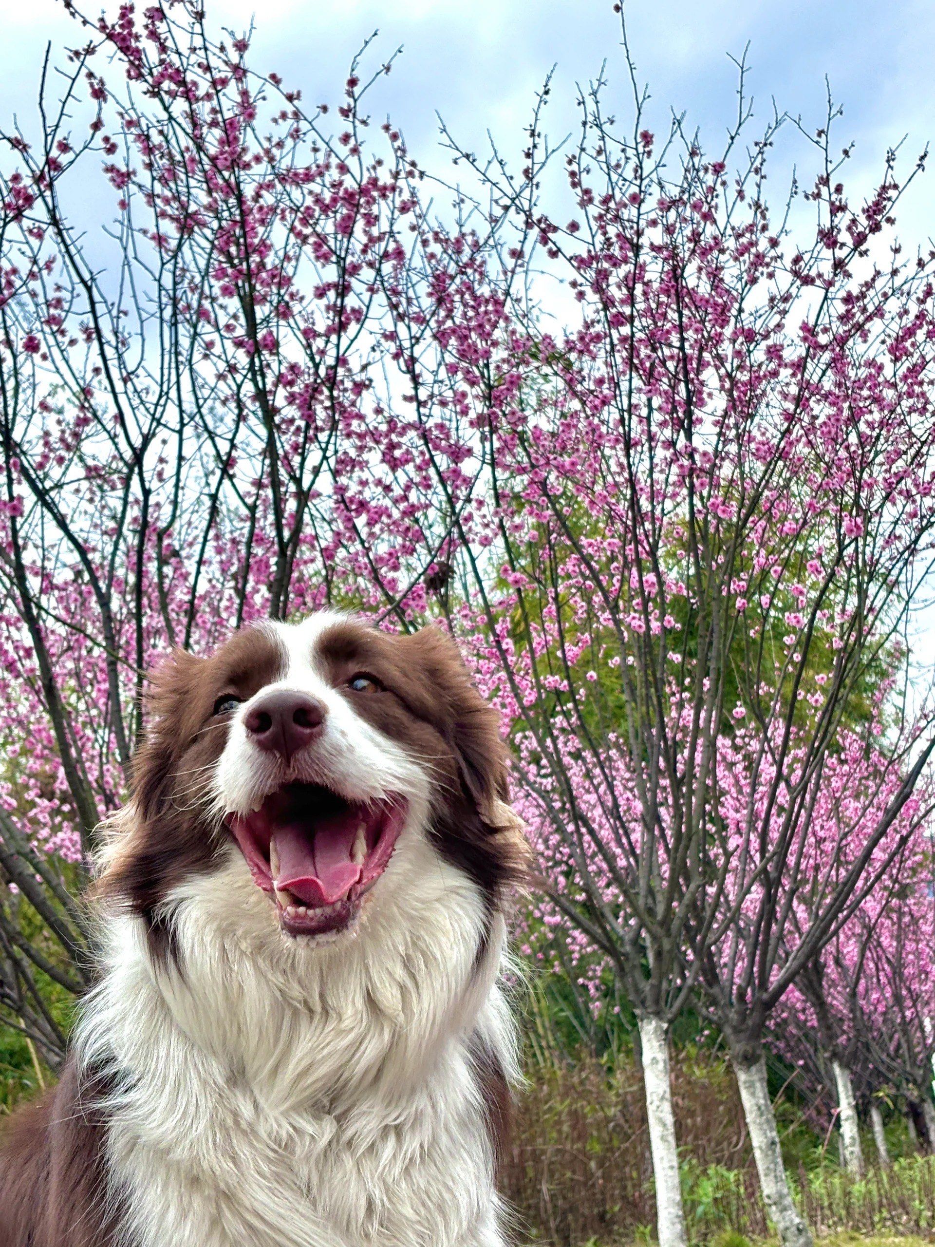 98广州宠物友好公园……快带上小狗95一起出发吧