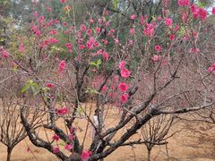 -南国桃园旅游度假区