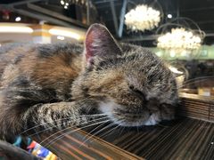 -more than meow吴止猫主题餐厅(承德 中船汇店)